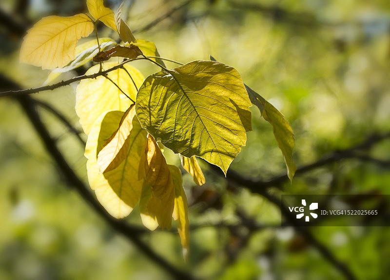 叶子变化图片素材