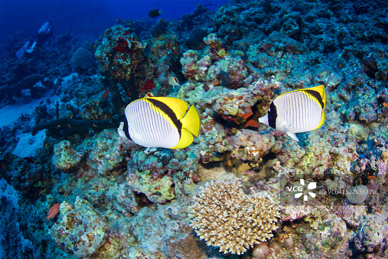 线纹蝴蝶鱼图片素材