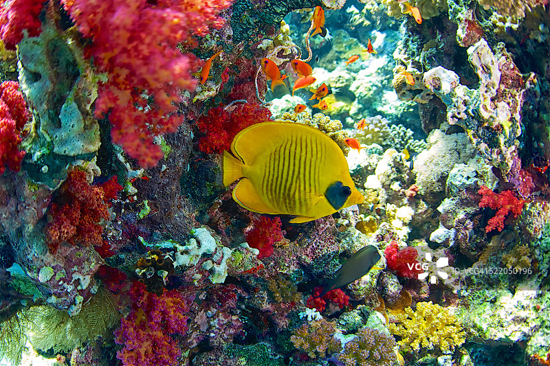 蓝颊蝴蝶鱼图片素材