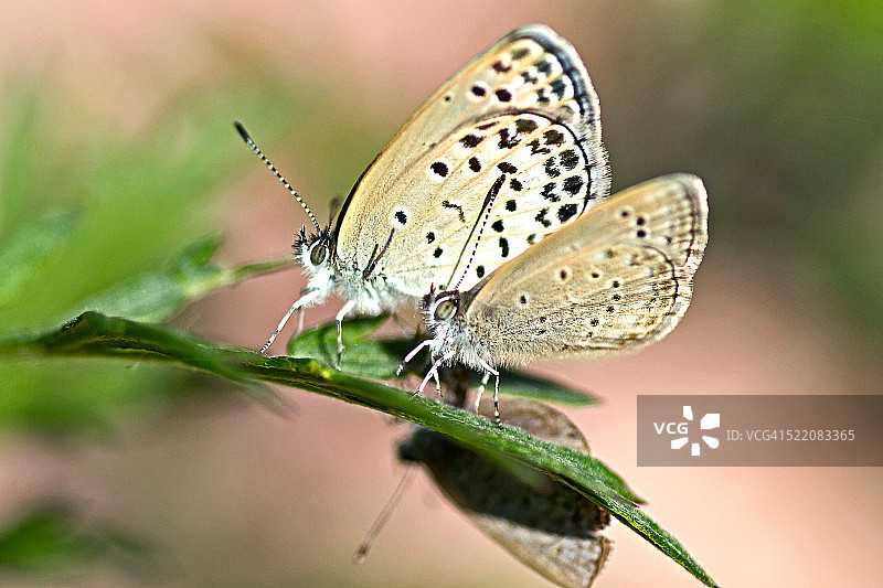 三色卡纳蓝蝴蝶图片素材