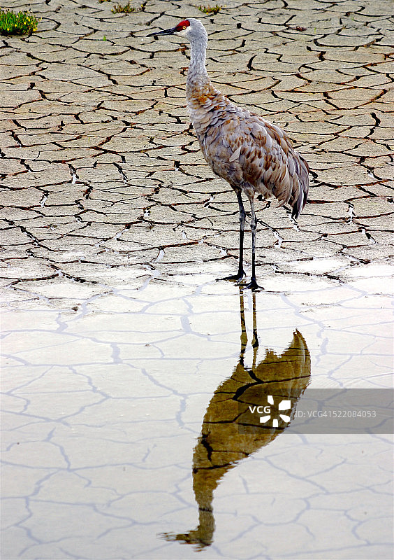 涉水沙丘鹤与水面倒影图片素材