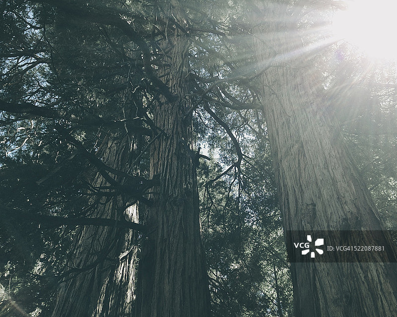 阳光穿过山林间的树木图片素材