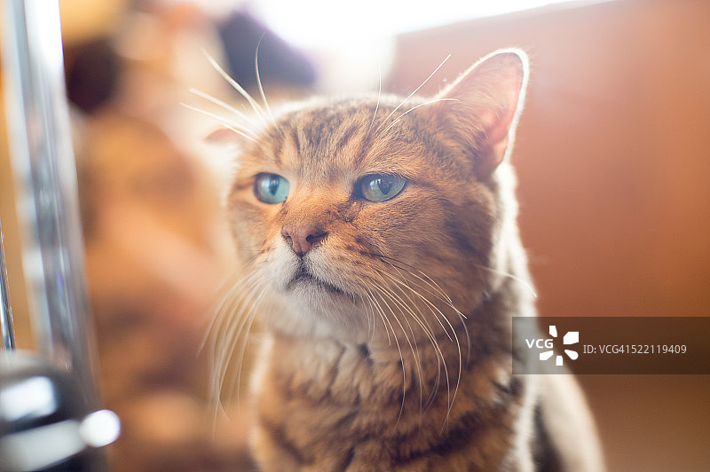 埃及猫的面部特写图片素材