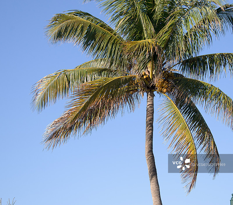 椰子树图片素材