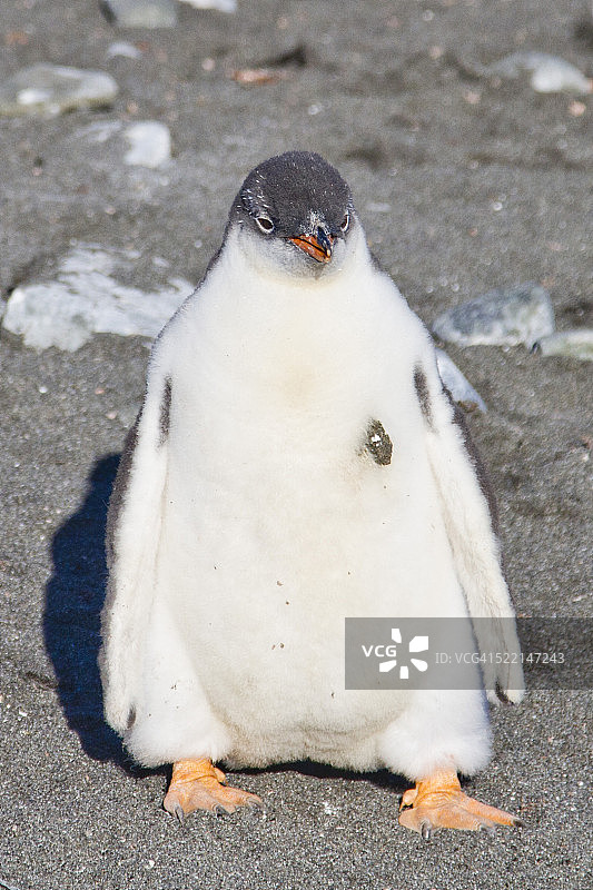 艾秋岛上的巴布亚企鹅幼崽图片素材