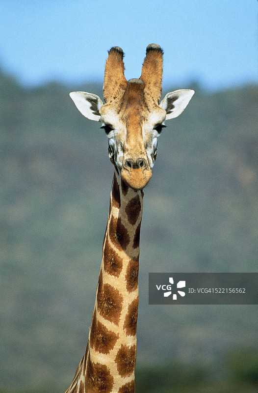 巴林戈长颈鹿图片素材