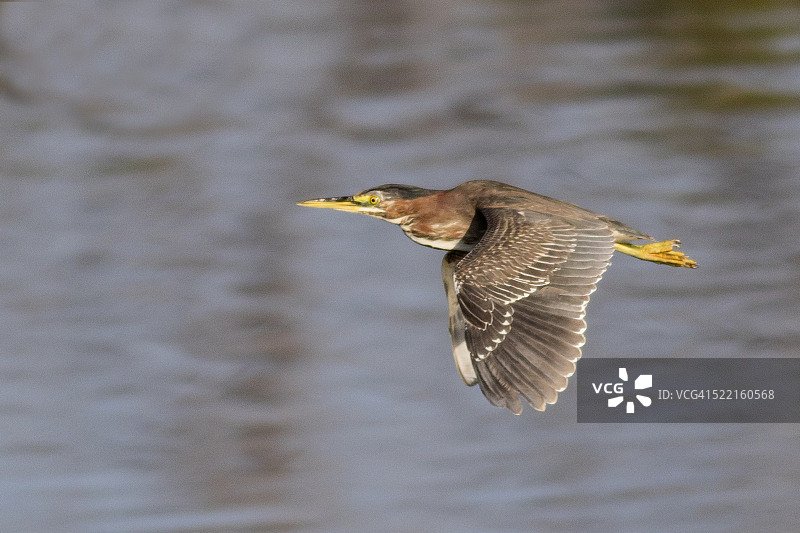 飞行中的绿鹭图片素材
