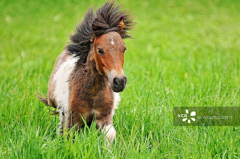 设特兰迷你矮马图片素材