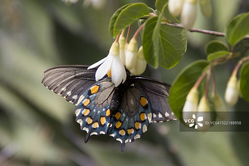 美凤蝶采食花蜜图片素材