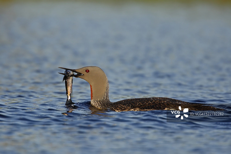 红喉潜鸟图片素材