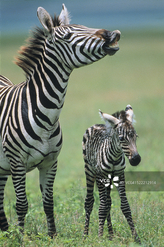 斑马与幼崽图片素材