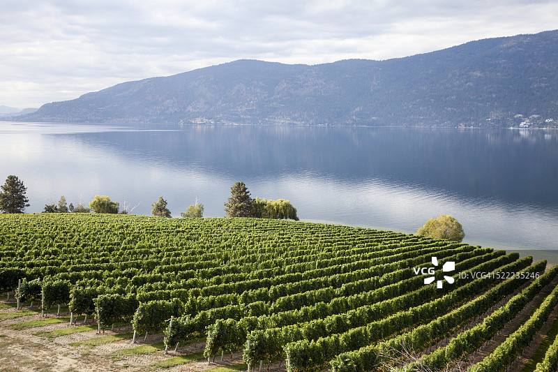 奥肯那根湖畔葡萄园景观，加拿大不列颠哥伦比亚省图片素材