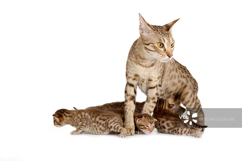 奥西猫图片素材