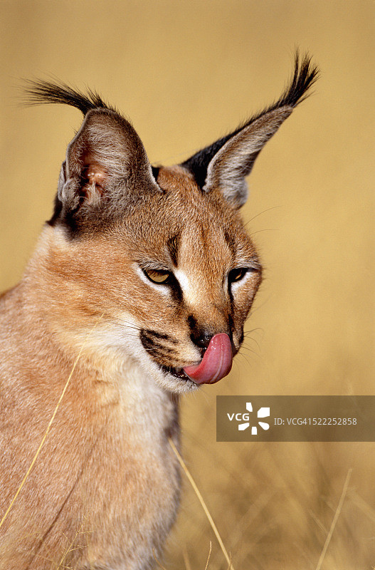 纳米比亚狞猫图片素材