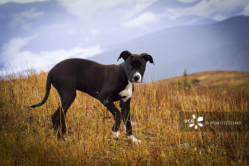 徒步旅行的斗牛犬图片素材