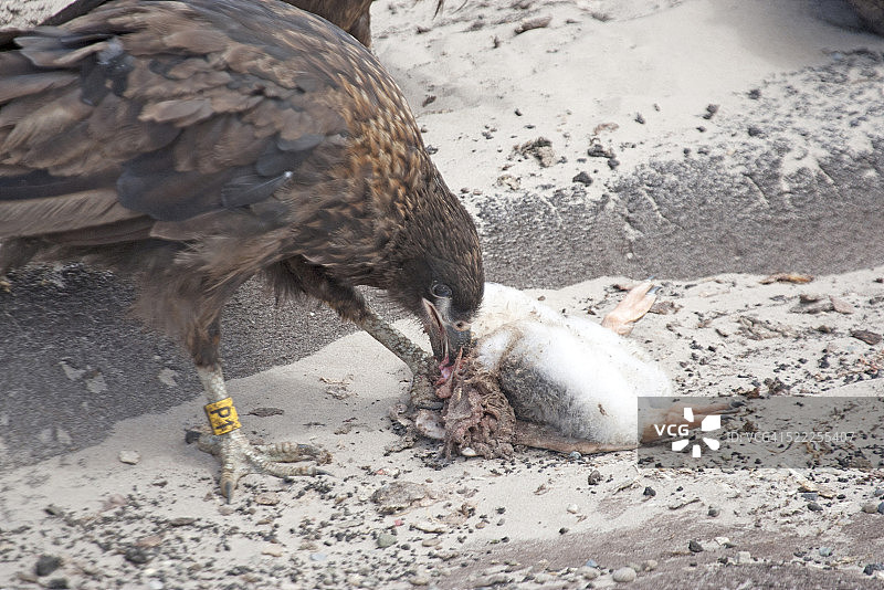 纹美洲鹫吃巴布亚企鹅幼崽图片素材