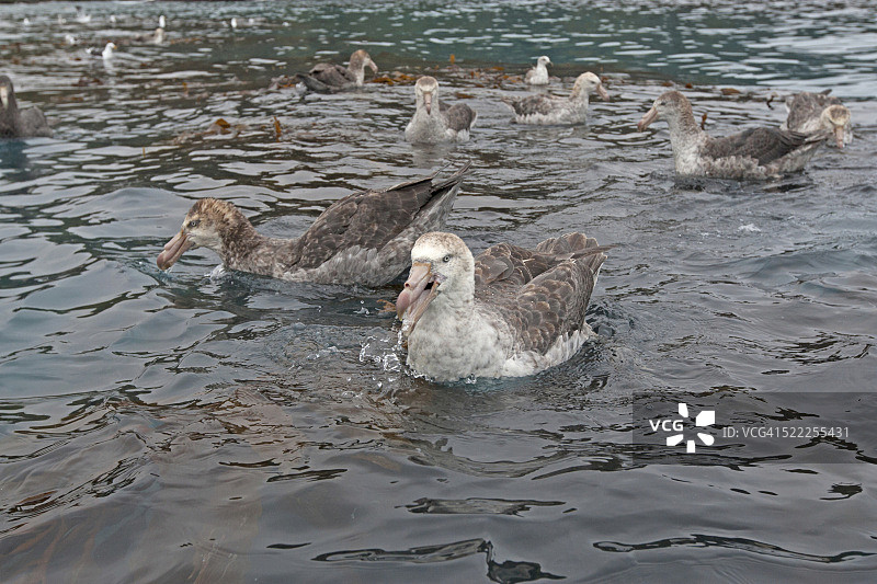巨海燕捕食磷虾图片素材