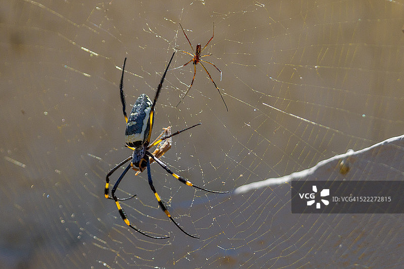 金色圆球蜘蛛图片素材