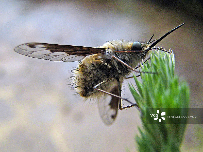 休息中的大蜂虻图片素材