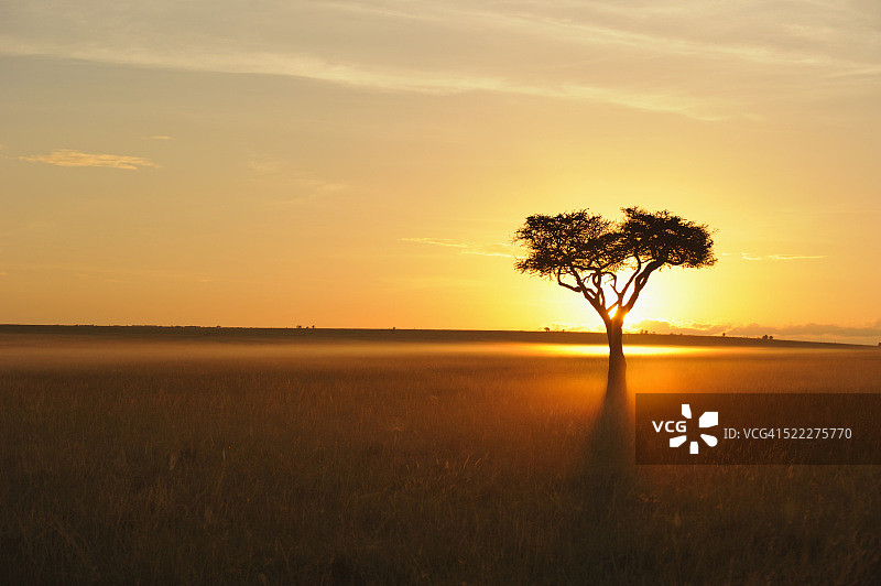 马赛马拉稀树草原日出时分的沙漠枣椰树，肯尼亚图片素材