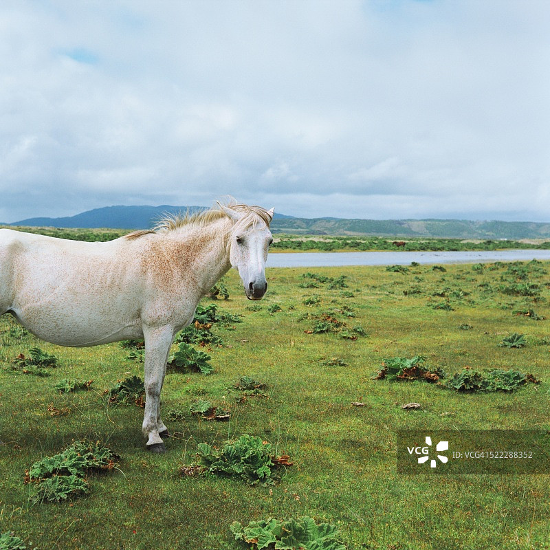 智利巴塔哥尼亚的马图片素材