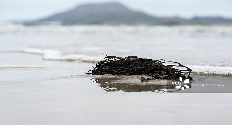 沙滩上的海藻图片素材