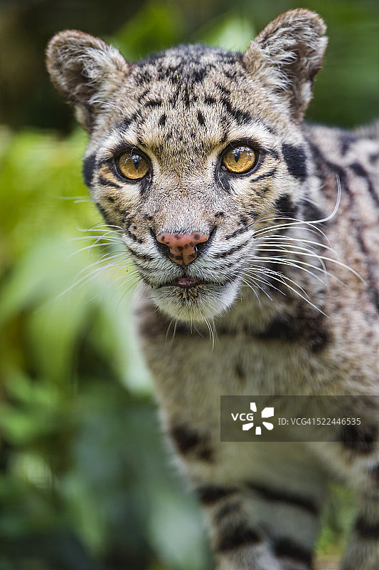 看着镜头的云豹图片素材