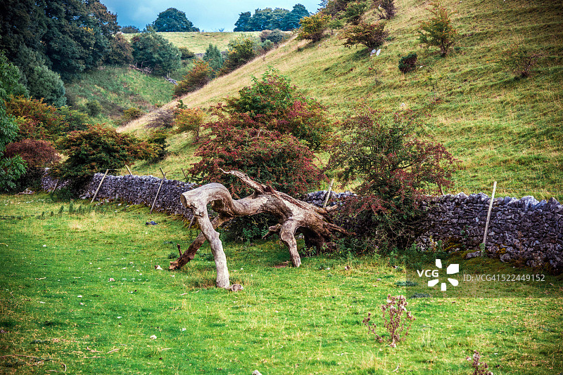 德比郡峰区自然树雕图片素材