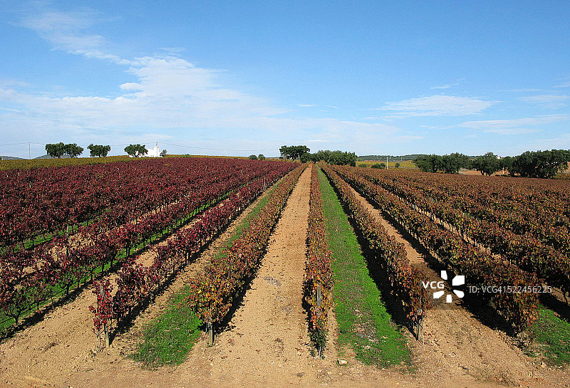 葡萄牙阿连特茹的葡萄栽培图片素材