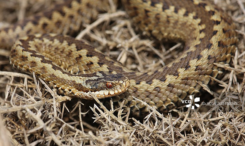 一条晒太阳的蝰蛇图片素材