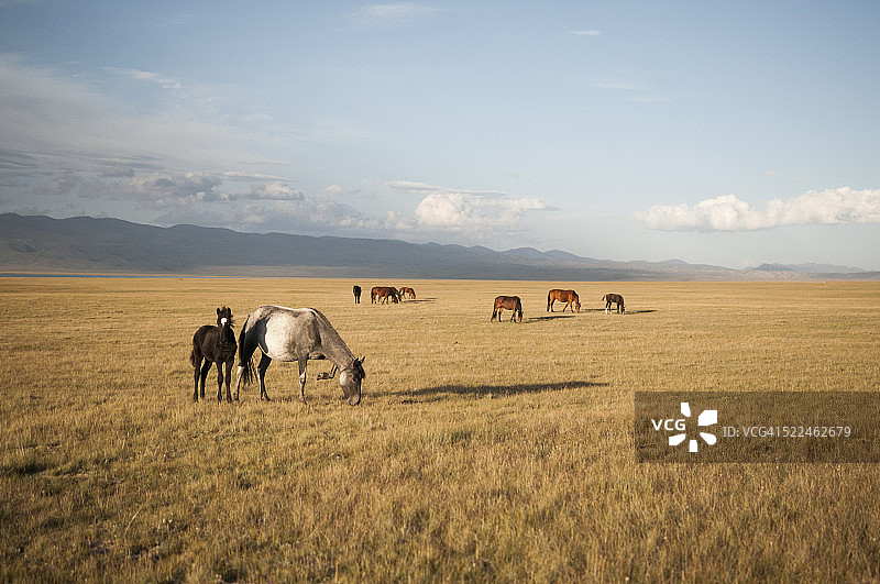 中亚自然风光中的马图片素材