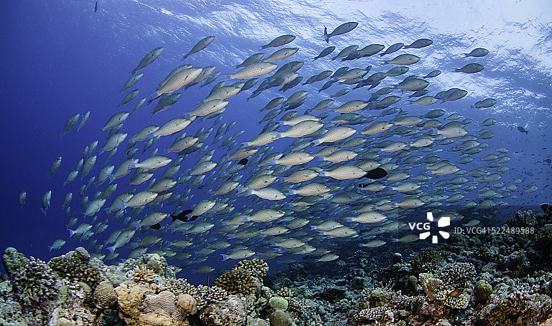 鹦嘴鱼群图片素材