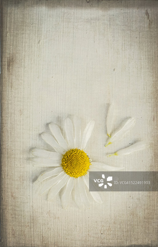 花瓣被摘掉的雏菊图片素材