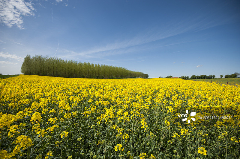 春季的黄色田野图片素材