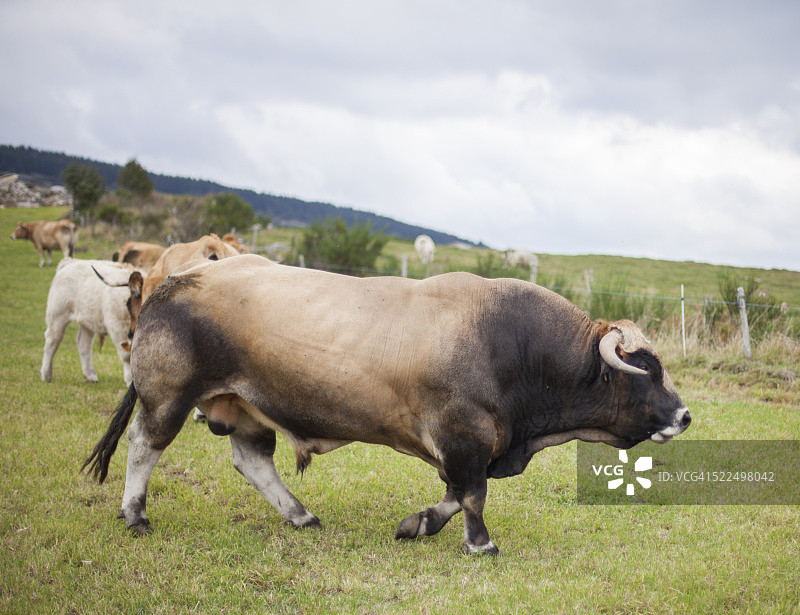 田野里的公牛图片素材