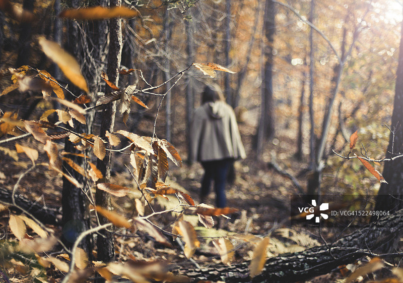 秋天的森林图片素材