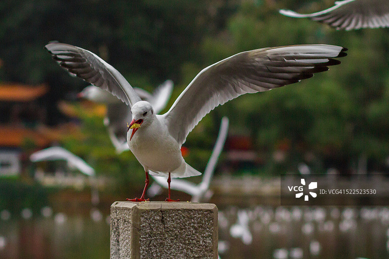 红嘴鸥图片素材