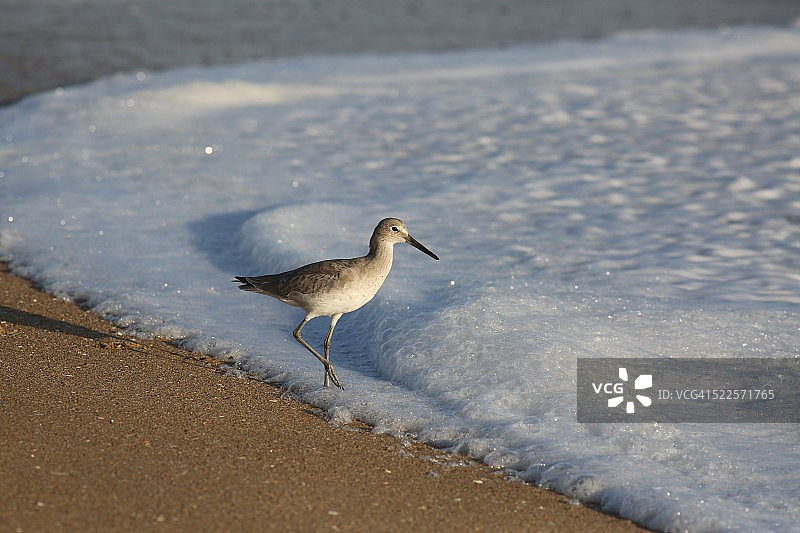 鸟和闪光泡沫图片素材