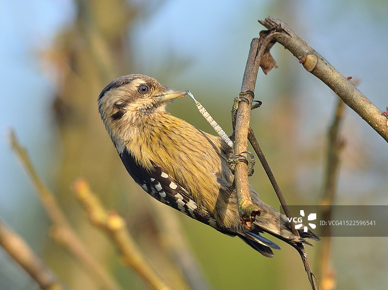 棕帽侏儒啄木鸟图片素材