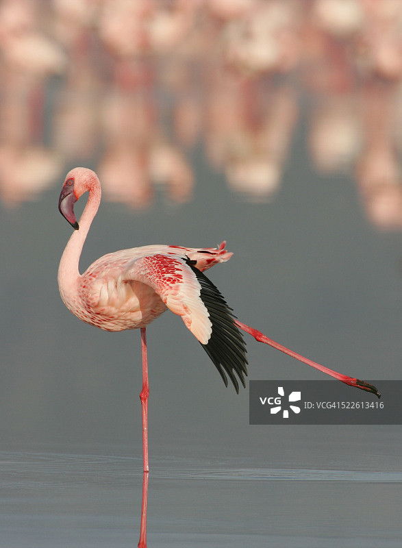 伸展翅膀和腿的小火烈鸟图片素材