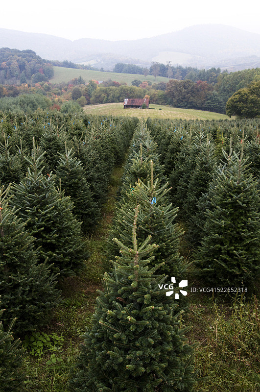 圣诞树农场图片素材