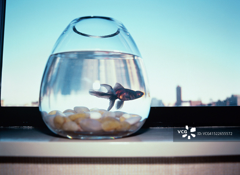窗台上水族箱中的观赏鱼图片素材