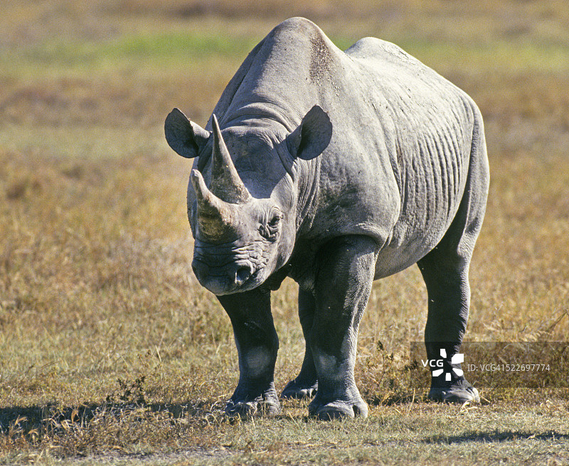肯尼亚的犀牛图片素材