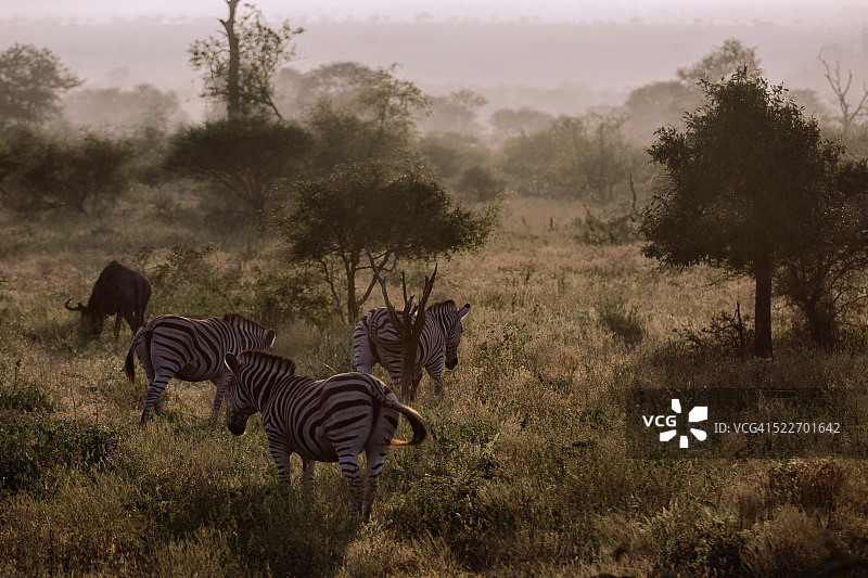 雾蒙蒙的早晨：斑马和角马，南非克鲁格国家公园图片素材