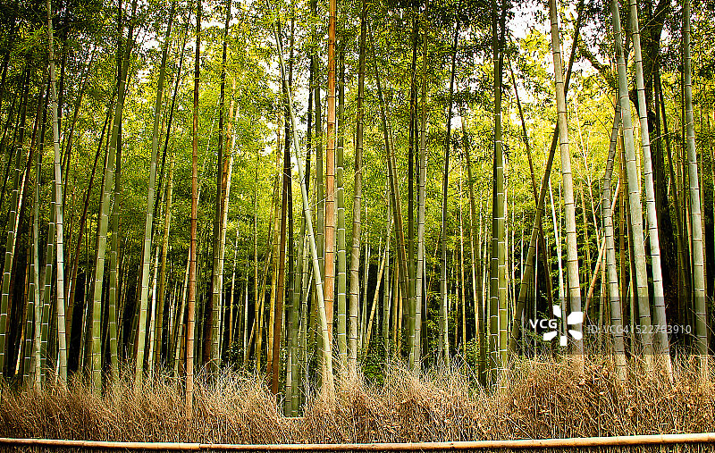 京都岚山竹林小径图片素材