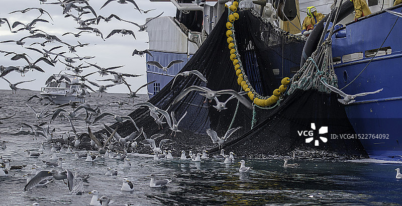 捕捞鲱鱼图片素材