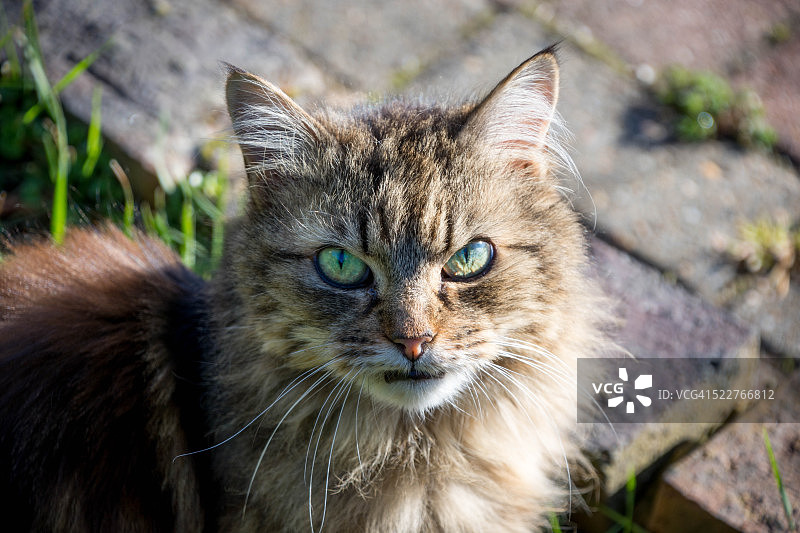 脾气暴躁的猫图片素材