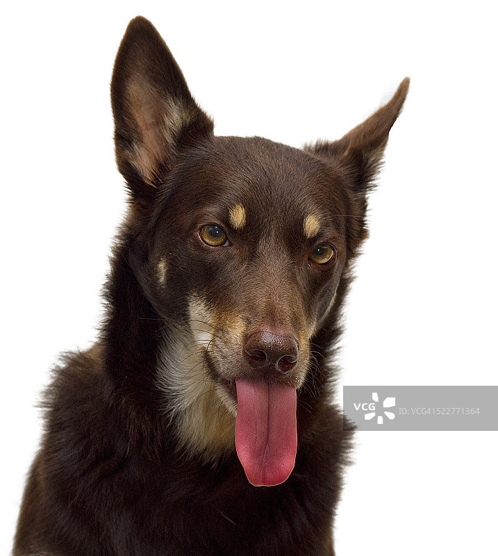 一只吐着舌头的澳洲卡尔比犬图片素材