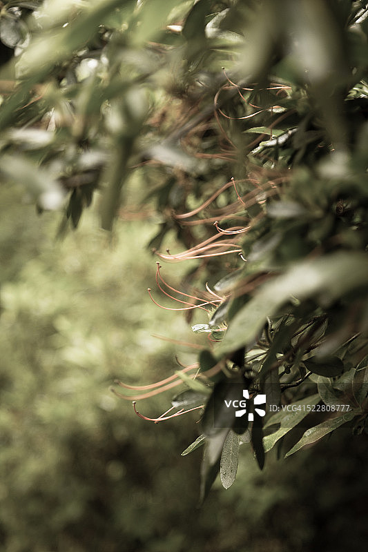 从叶子中伸出的花雌蕊图片素材