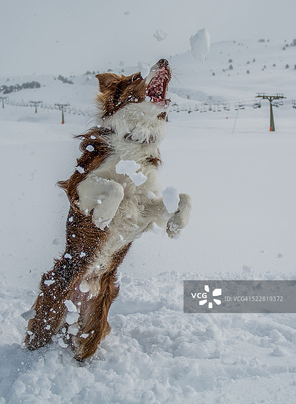 雪地里的狗图片素材